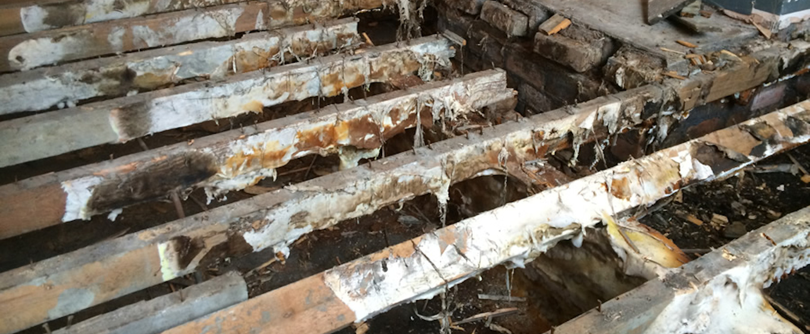 Dry & Wet Rot, Fungal Timber Decay